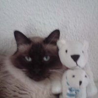 Photo #231566 de Bouba