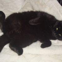 Photo #231641 de Tomblibou