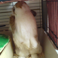 Photo #231694 de Canellito