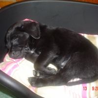 Photo #231714 de Black