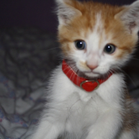 Photo #231733 de Meow