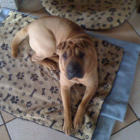 Photo #231760 de Cootaie