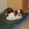 Scooby_fait_sa_sieste