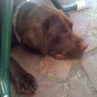 Photo #231836 de Drago