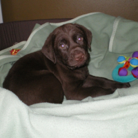 Photo #231840 de Drago