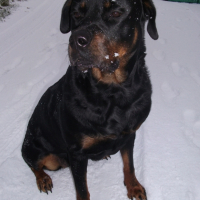 Photo #231885 de Dalhia
