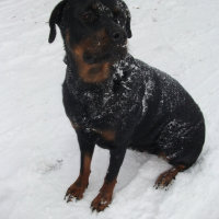 Photo #231886 de Dalhia