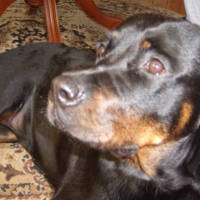 Photo #231887 de Dalhia