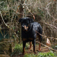 Photo #231888 de Dalhia