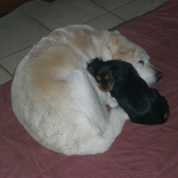 Photo #231894 de Gypsy.