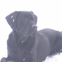 Photo #231903 de Calypso
