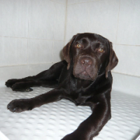 Photo #231926 de Dawa