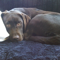 Photo #231927 de Dawa
