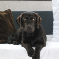 Photo #231928 de Dawa