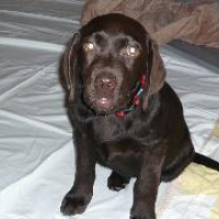 Photo #231930 de Dawa