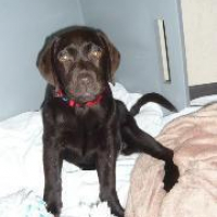 Photo #231932 de Dawa