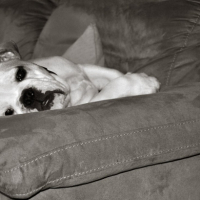 Photo #231953 de Ekko