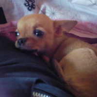 Photo #231966 de Tchoupy