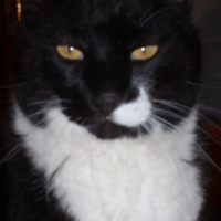 Photo #232017 de Minou
