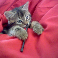 Myrtille qui s'amuse avec mon styler de Ds ^^