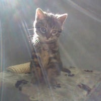 Myrtille sur son arbre à chat ♥