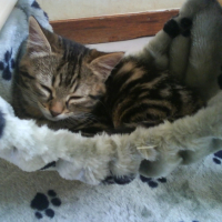 Myrtille qui dort dans son hamac ^^