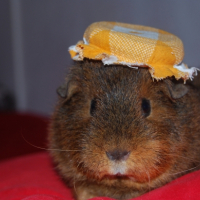 Photo #232048 de Praline