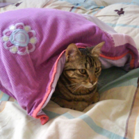 Myrtille sous mon coussin ^^