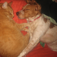 Photo #232110 de Orion