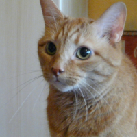 Photo #232114 de Orion