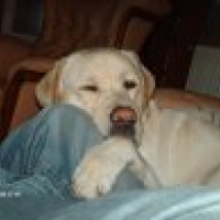 Photo #232157 de Cookie