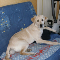 Photo #232180 de Daïko