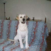 Photo #232189 de Daïko