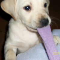 Photo #232194 de Arko