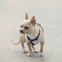 Photo #232207 de Carmelo