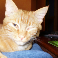 Photo #232249 de Citrouille