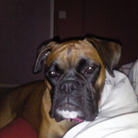 Photo #232264 de Daisy