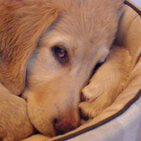 Photo #232265 de Dahli