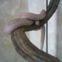 Photo #232316 de Kaah