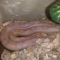 Photo #232318 de Kaah