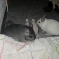 Photo #232338 de Lluvia