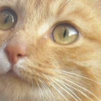 Le plus beau des chats