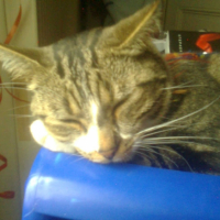 Photo #232357 de Lord 