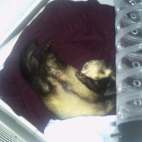 Photo #232364 de Enzo