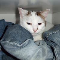 Photo #232373 de Kroquet