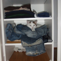 Photo #232374 de Kroquet