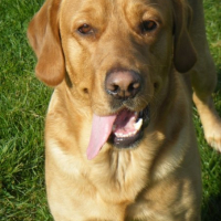 Photo #232385 de Baloo