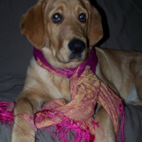 Photo #232387 de Baloo