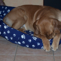 Photo #232389 de Baloo