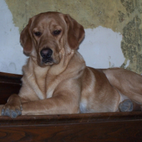 Photo #232390 de Baloo